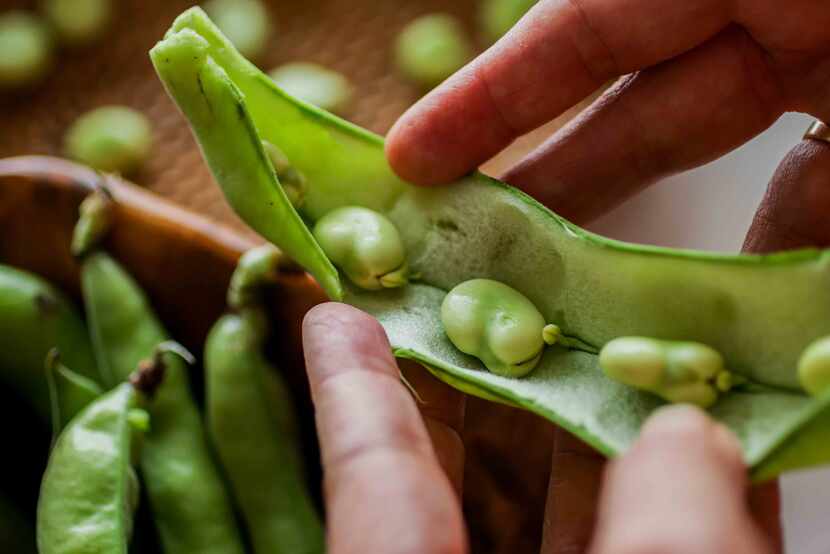Fresh fava bean pod, opened at the seam 