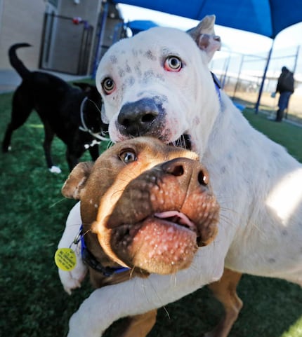 Dogs Blaze, top, and Khan roughhouse as they play with other dogs during an outdoor...