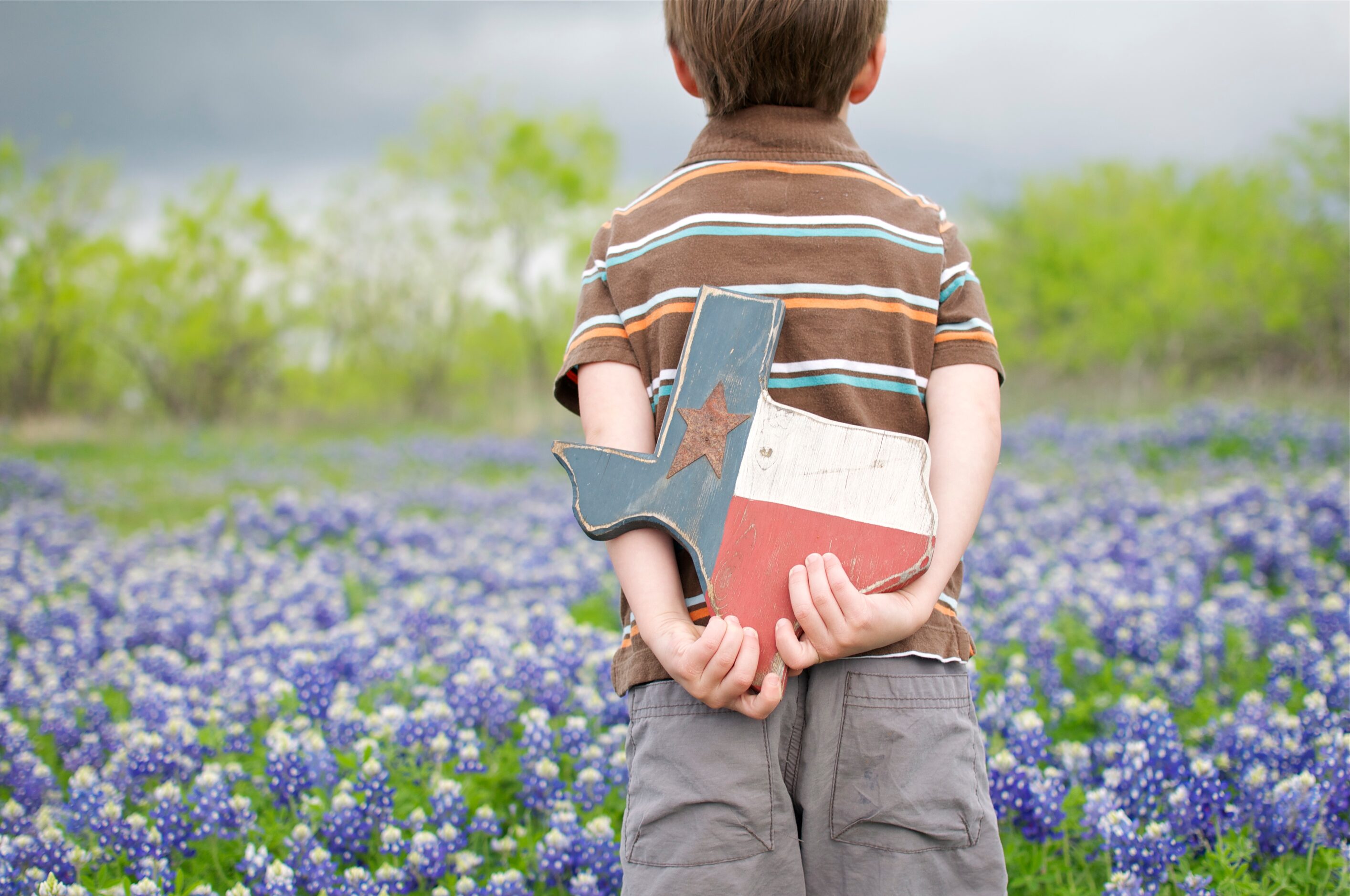 "My 5 year old son stands in a thick stand of bluebonnets just off a major road in a Dallas...