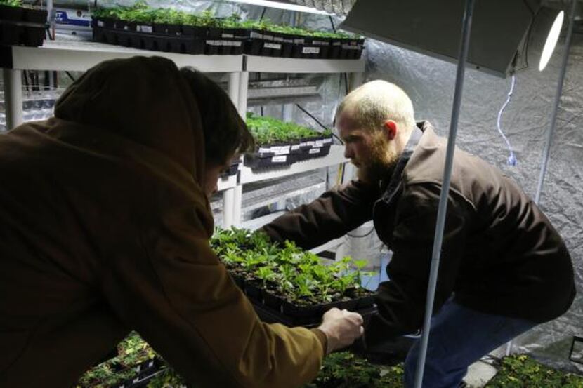 Workers cultivate small clones of a special strain of medical marijuana known as Charlotte’s...