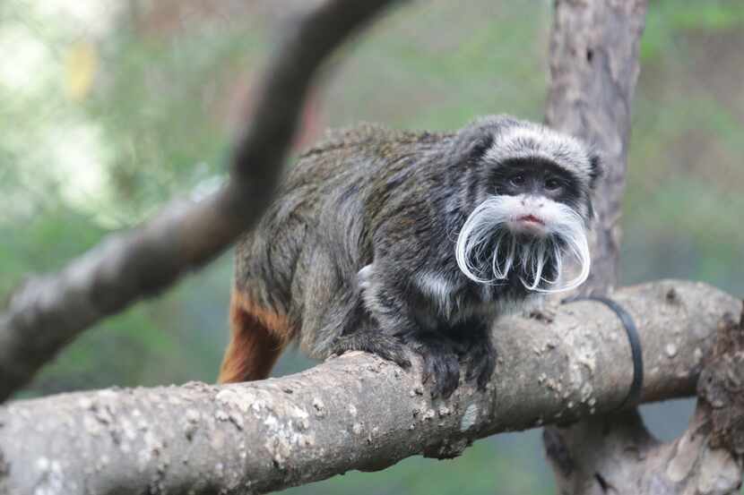 En esta fotografía cortesía del Zoológico de Dallas se ve a un mono tití emperador que vive...