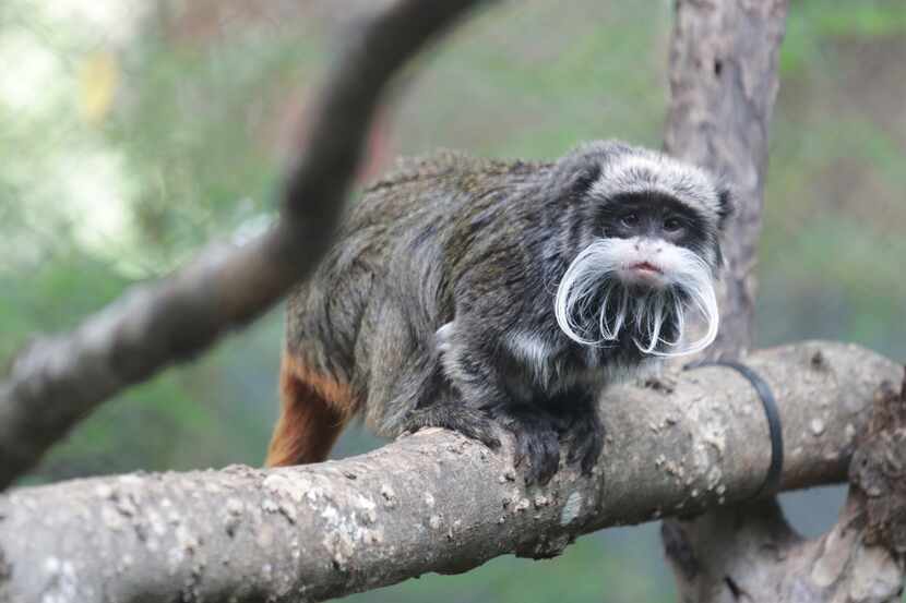 This photo provided by the Dallas Zoo shows an emperor tamarins that lives at the zoo. Two...