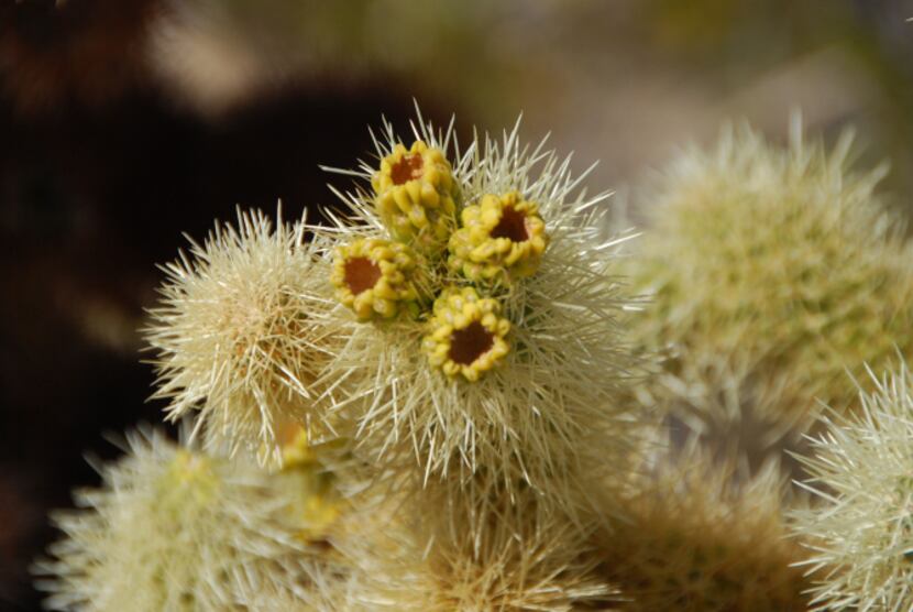 Jumping cholla cactus, also known as Teddy Bear cholla, look soft and fuzzy but are actually...