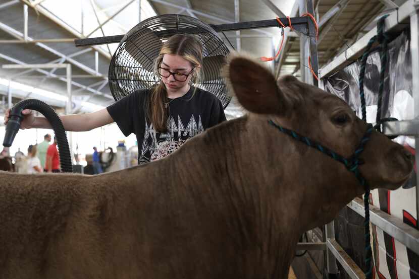 Leah Underwood baña a una vaca en la Feria Estatal de Texas en Dallas.