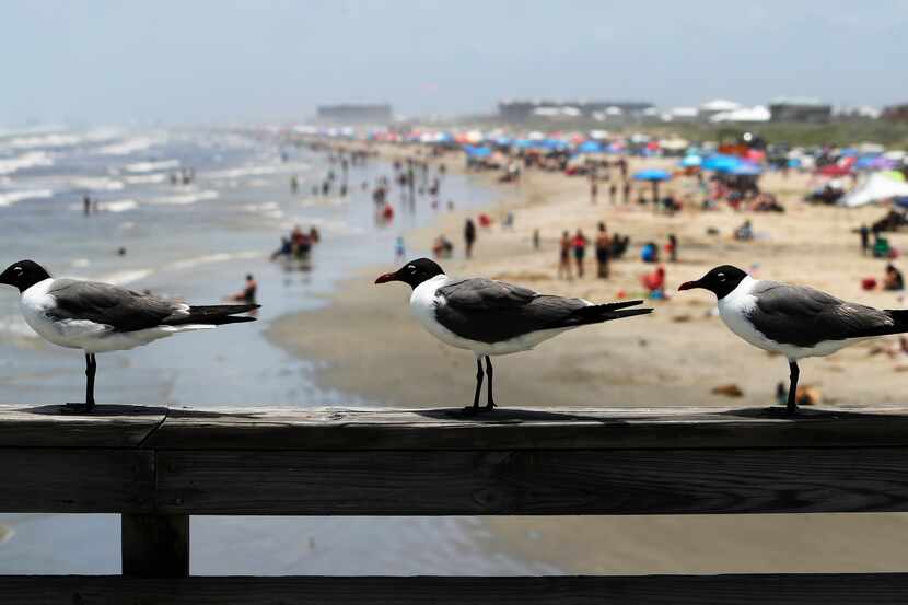 Popular Texas beaches are contaminated with high levels of fecal bacteria, making them...