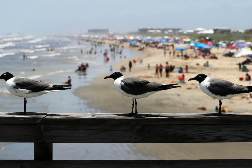 Seagulls stand on a pier near people gathered on the beach for the Memorial Day weekend in...
