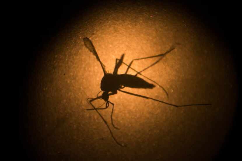 La temporada de actividad del mosquito que transmite el zika ocurre entre mayo y octubre en...