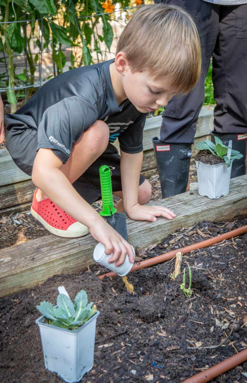Pre-K student Tommy Gallichio pours fertilizer to plant kale in the school's garden at the...