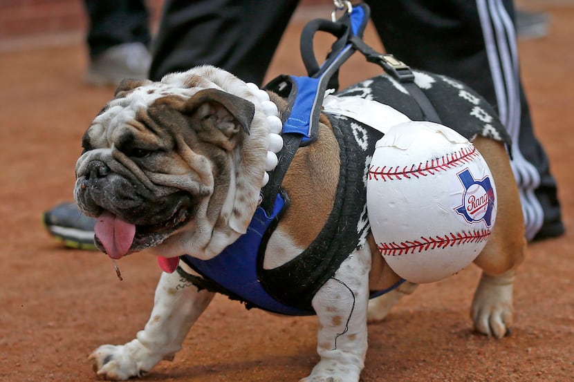 Gibby, 2, walks on the field during the annual Bark in the Park night at the Rangers vs....