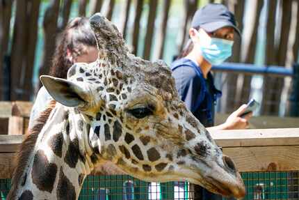 Guests wearing face masks take pictures of a giraffe at the Dallas Zoo on Thursday.