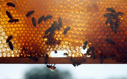 Some mead makers keep their own bees and distribute wholesale honey to other producers. 