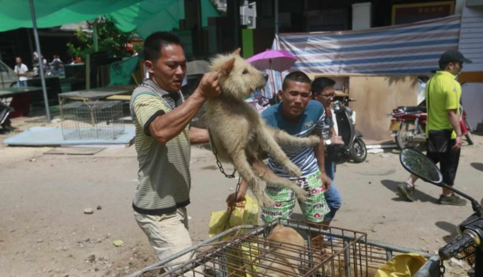 Dos hombres arrojan perros a jailas en el mercado de Yulin, el domingo. Miles de canes...