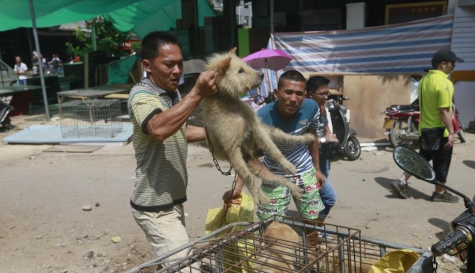 Dos hombres arrojan perros a jailas en el mercado de Yulin, el domingo. Miles de canes...