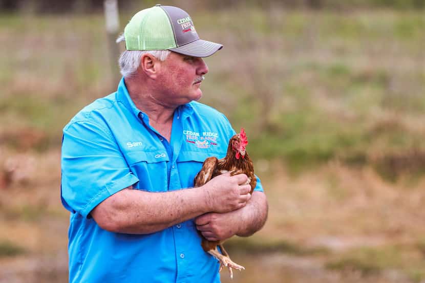 Sam Miller, 55, holds one of the hens behind the barn at Cedar Ridge Free Range farm in...