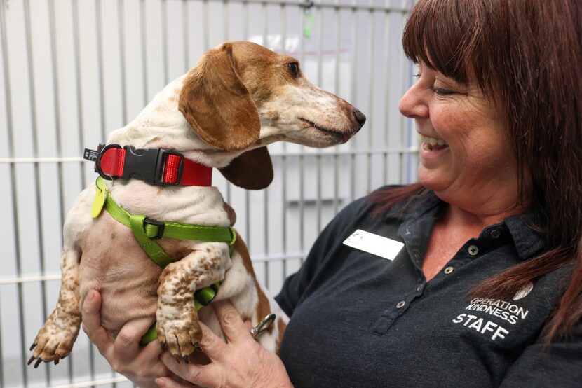 Seven-year-old Oscar leans in for a closer look at Operation Kindness chief operating...