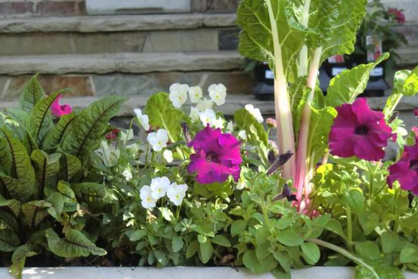 
Edible chard and sorrel mingle with petunias and pansies in a container planted by Dallas...