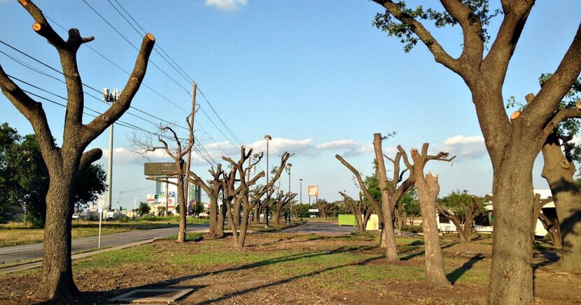 A tree-trimming company massacred dozens of live oaks on Forest Lane. 