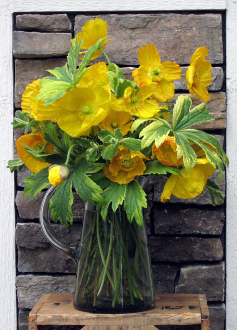 Iceland poppies can last for 10 days if cut when the flower is a bud. Sear the cut end in...