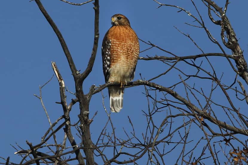 File image of a red-shouldered hawk in McKinney in 2013.