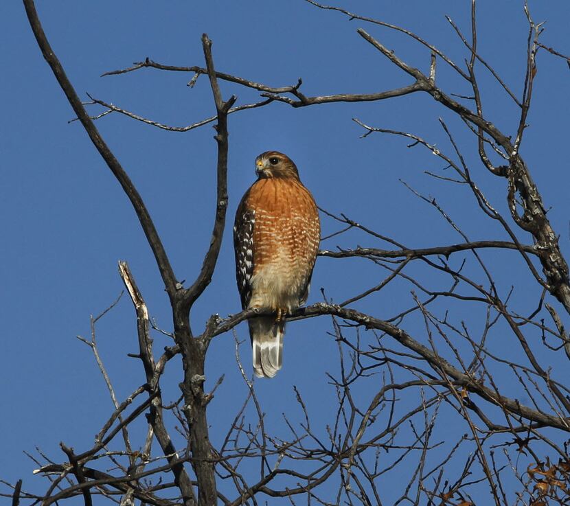 A red-shouldered hawk was one of many birds counted in the Heard Natural Science Museum &...