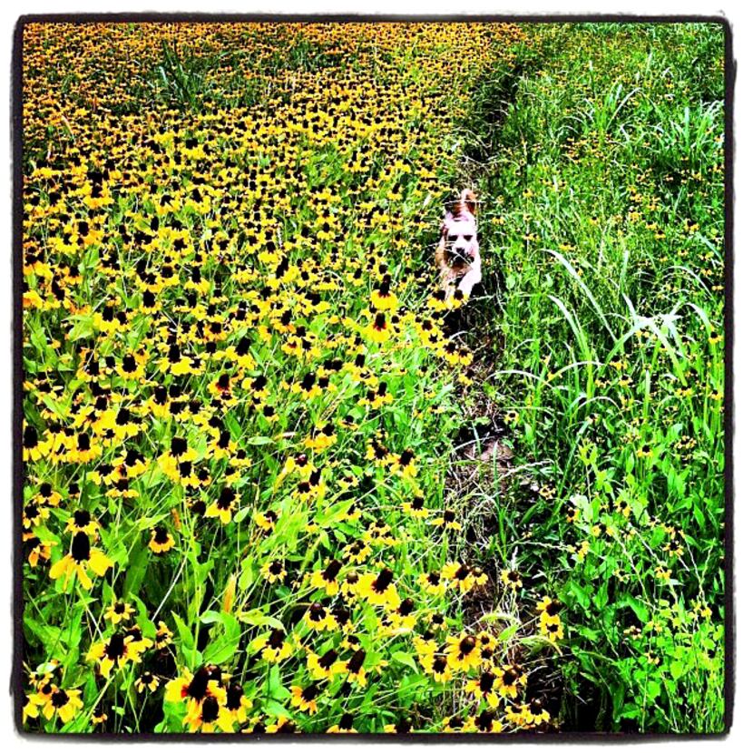 Noodle runs on a path through wildflowers in bloom in the Trinity River basin.