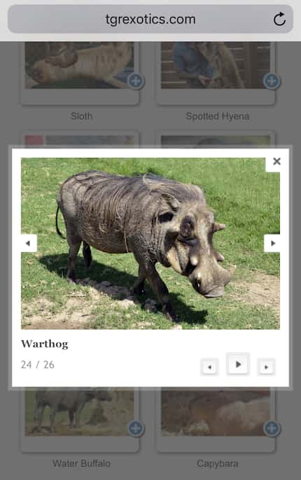 A warthog pictured on the animal park's website.