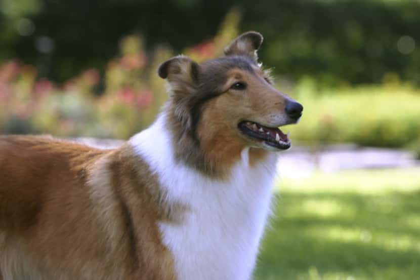  Texas A&M University's mascot, Reveille VIII, was introduced to the public  the start of...