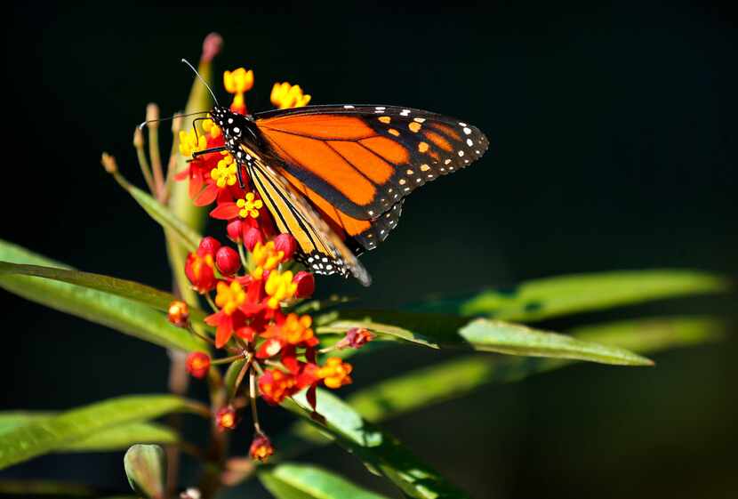 A monarch butterfly finds warmth in the sun on a cool morning on a tropical milkweed plant...