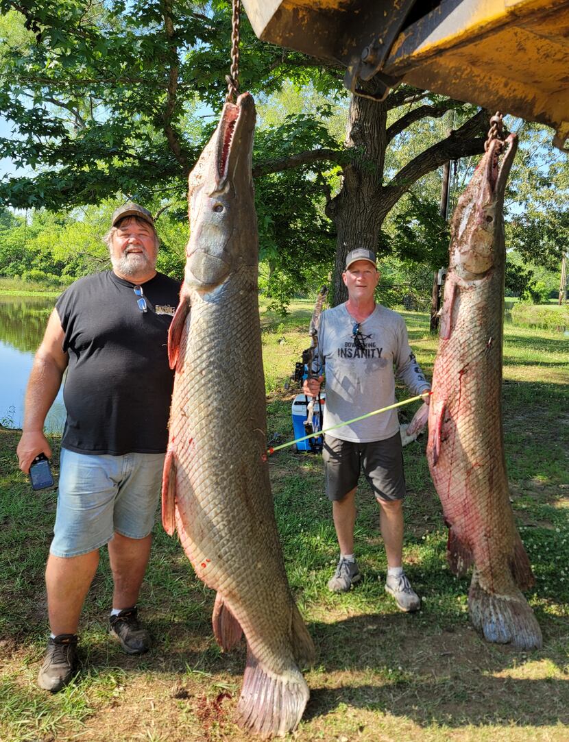 Big alligator gar like these are considered the ultimate trophy among bow fishermen. Marvin...
