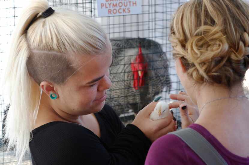 Caylea Woodbury, left, holds a baby chick as Amanda Loy pets its head at Big Tex's...
