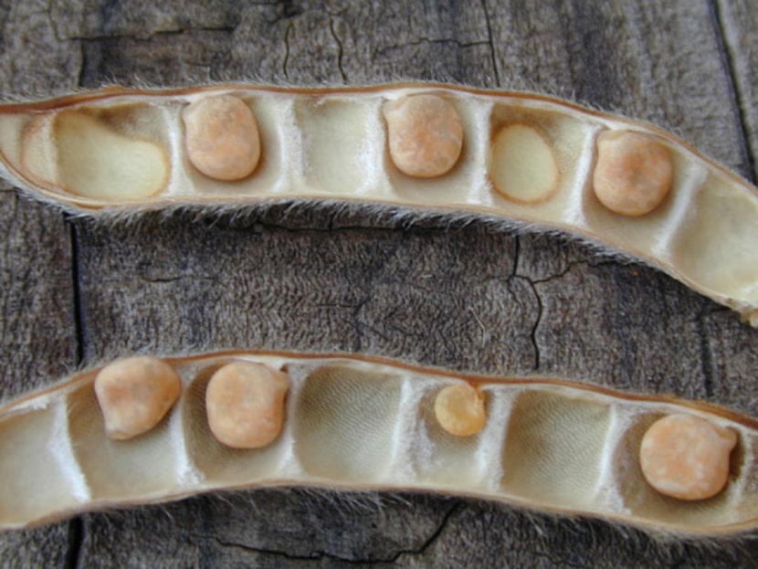 Closeup of Texas bluebonnet seeds in the pod