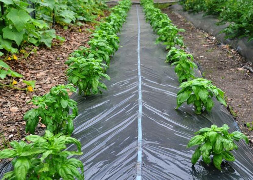 
A Flora-Flow All-in-One Mat combines drip irrigation and a weed-suppressing mat to water...