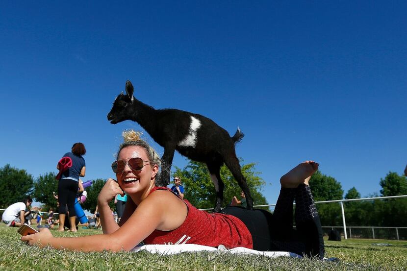 An AZ Goat Yoga participant is surprised as a young goat jumps on her back after class at...