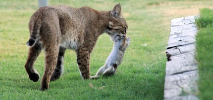 A bobcat captures a rabbit in Plano.