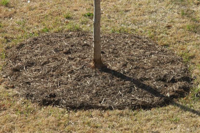 An example of proper tree mulching: thin layers and off the tree flare.
