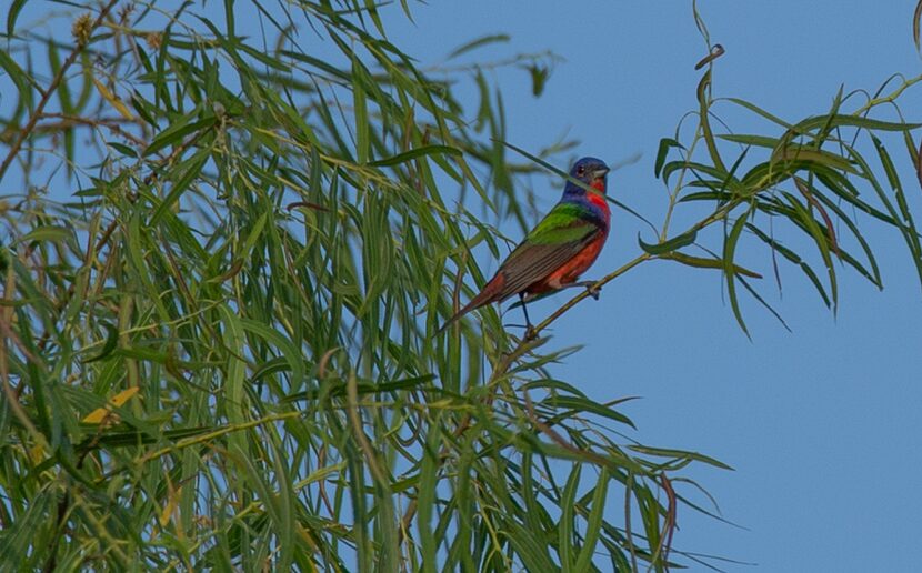 The best time for watching birds is probably early morning, when birds are as interested in...