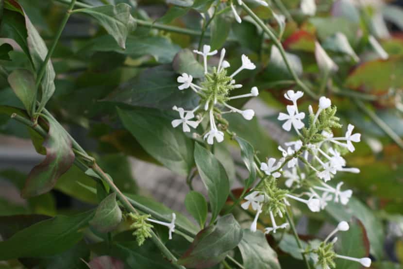 Plumbago scandens. Mexican plumbago. Texas native for shade. 
This sprawling shrub forms a...