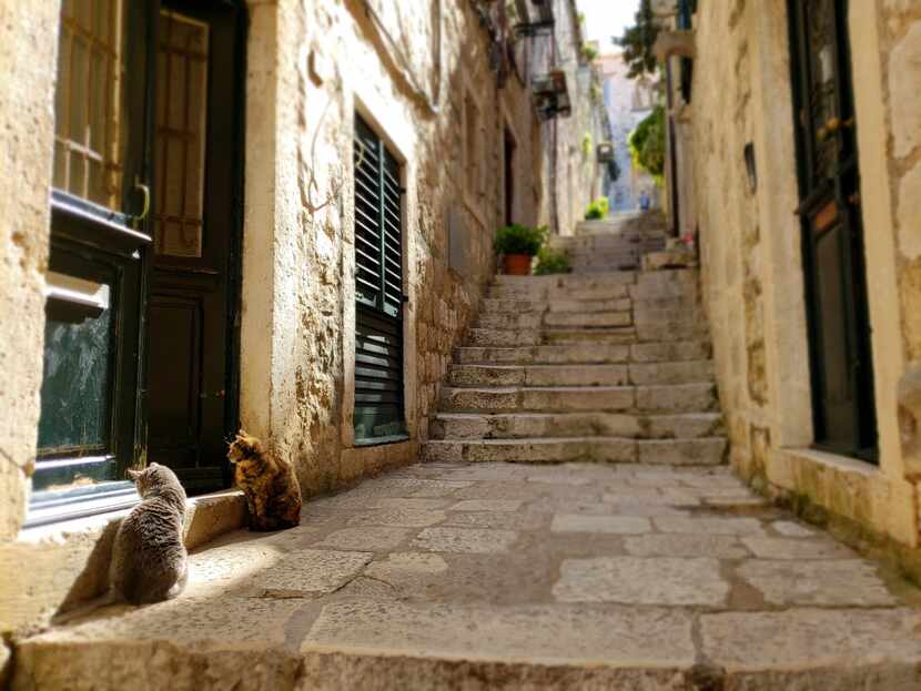 Cats are in abundance throughout the narrow pedestrian-only streets of Dubrovnik's walled...