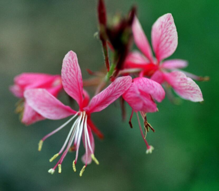 Pink gaura is a hybrid of a mostly white Texas wildflower.