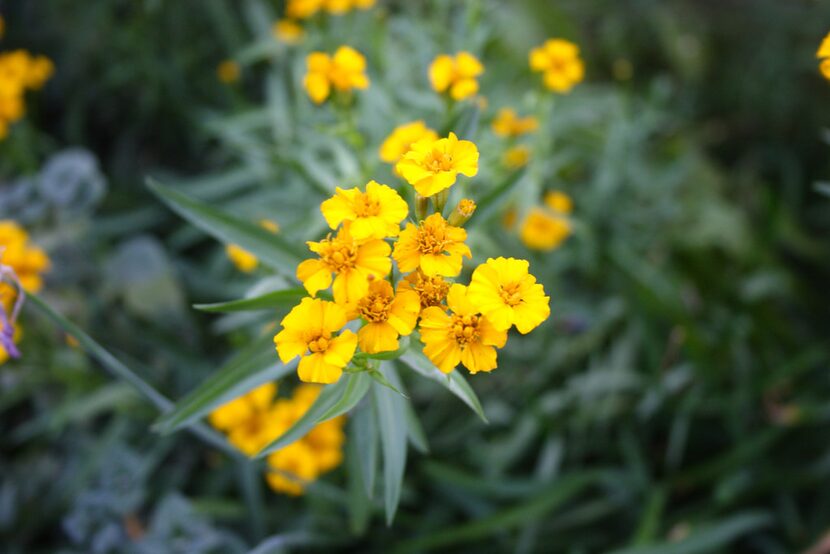 Texas Tarragon, also known as Mexican Mint Marigold (Tagetes lucida)