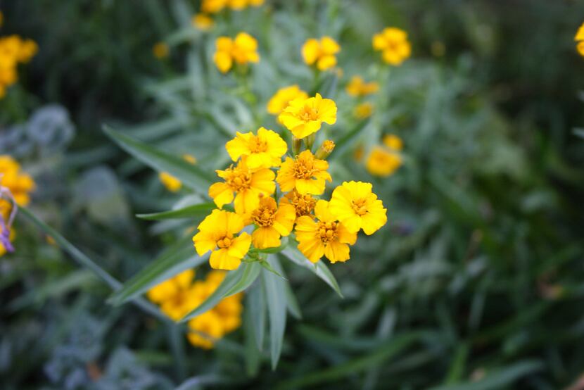 Texas Tarragon, also known as Mexican Mint Marigold (Tagetes lucida)