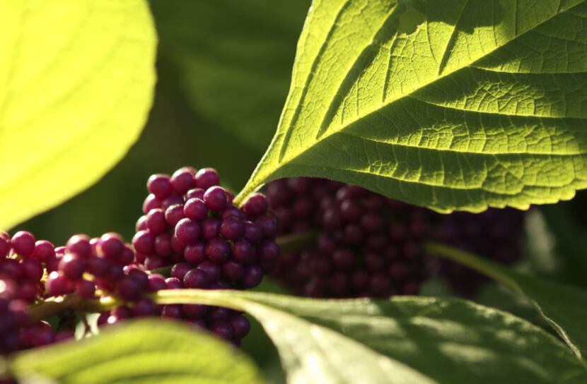 American beautyberry in the front yard of Suzy and Rob Renz's home in Dallas on Friday,...