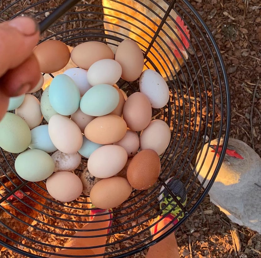 Different breeds of chickens will hatch a rainbow of egg colors.