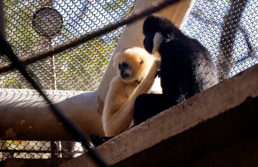 A male (right) and female white-cheeked gibbon monkey cuddle in their enclosure at the...