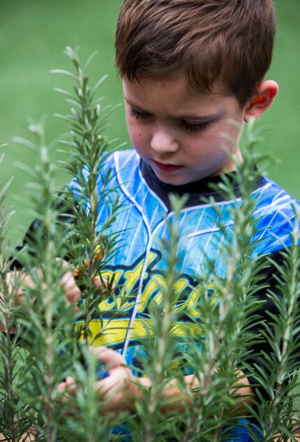 James Kelly Martin, 4, clips a sprig of rosemary as preschool students touch, smell and...