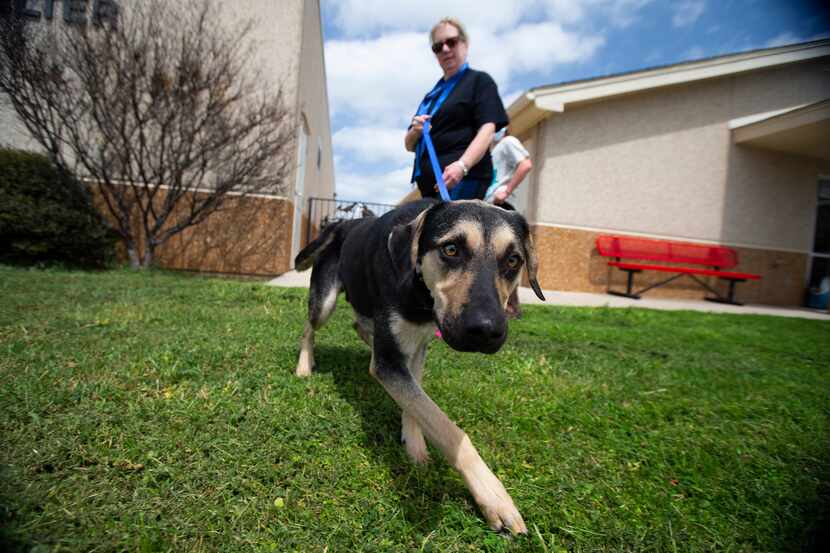 Angie Hull, a volunteer for Shiloh’s Road to Hope, walks Bandit before he is loaded onto an...
