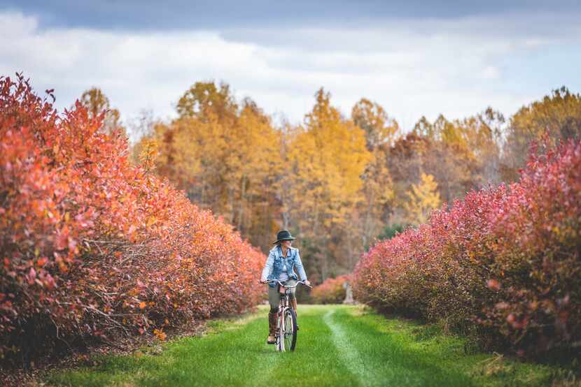 Visitors to The Fields in South Haven, Mich., can enjoy the fall foliage after picking...