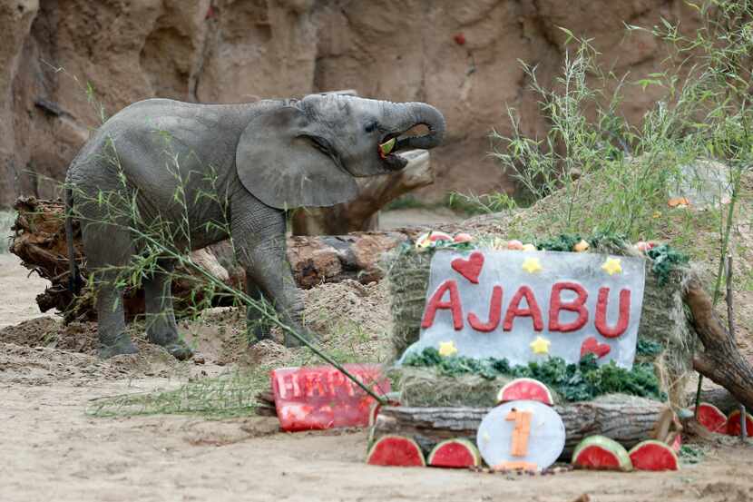 Ajabu chews on a melon as he celebrates his first birthday in the Giants of the Savanna...