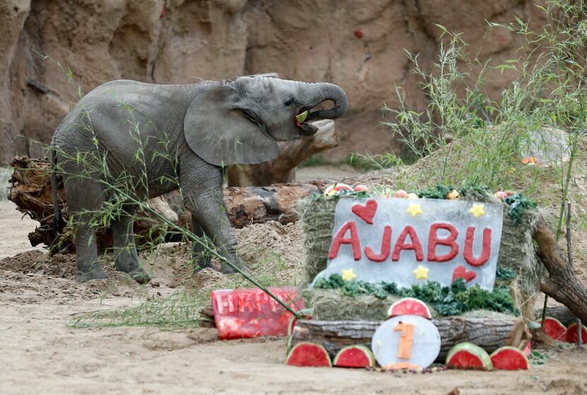 Ajabu chews on a melon as he celebrates his first birthday in 2017.