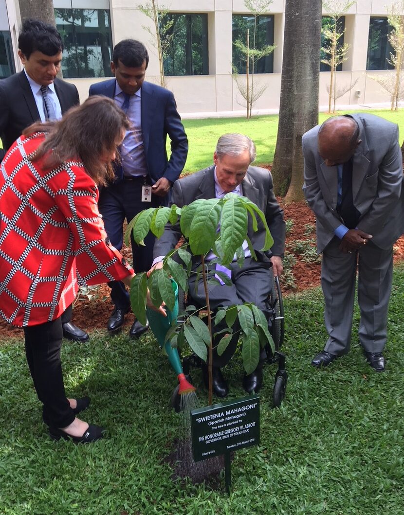 Texas first lady Cecilia Abbott and Gov. Greg Abbott water a Spanish mahogany tree they...